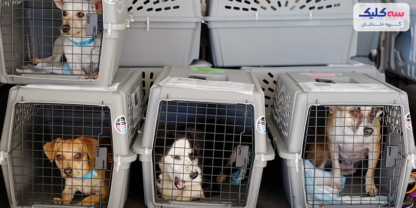 شرایط و قوانین حمل حیوانات خانگی با هواپیما