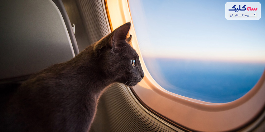 آیا حمل حیوانات خانگی با هواپیما مطمئن است؟
