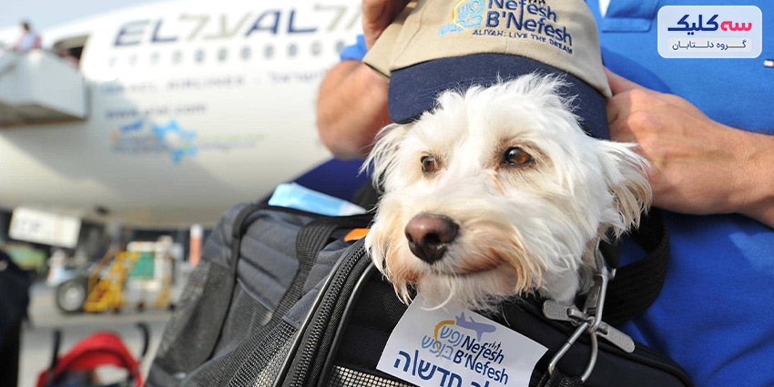 هزینه حمل حیوانات خانگی با هواپیما