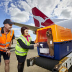 حمل حیوانات خانگی با هواپیما