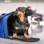 حمل حیوانات خانگی با هواپیما