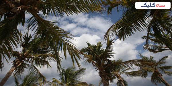 آسمان ساحل درختان نارگیل کیش