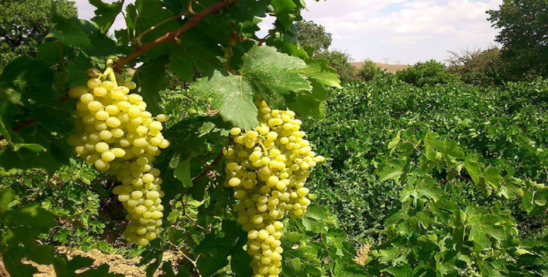 شیراز به چی معروفه؟ مرکز انگور ایران