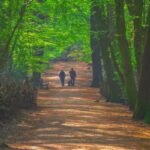 جنگل‌ های لندن