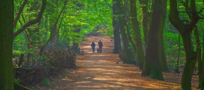 جنگل‌ های لندن