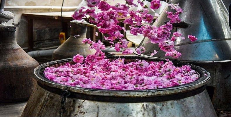 جشنهای گلابگیری