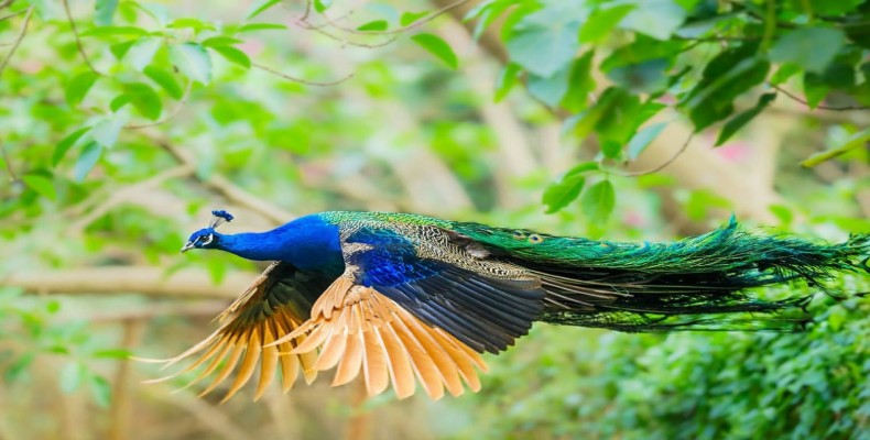 باغ پرندگان اصفهان؛ خانه‌ای برای گونه‌های زیبا و نادر پرندگان از پاتوق های اصفهان