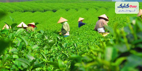 مزارع چای نووارا الییا