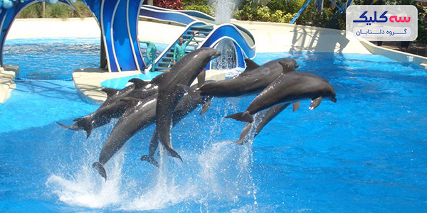 Dolphin Land Aqua Park
