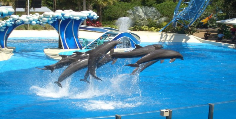 پارک آبی دلفین لند آنتالیا و نمایش دلفینها در کنار تفریحات آبی
