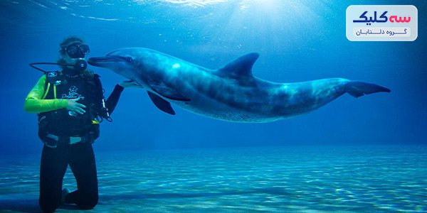 شنا و غواصی با دلفین