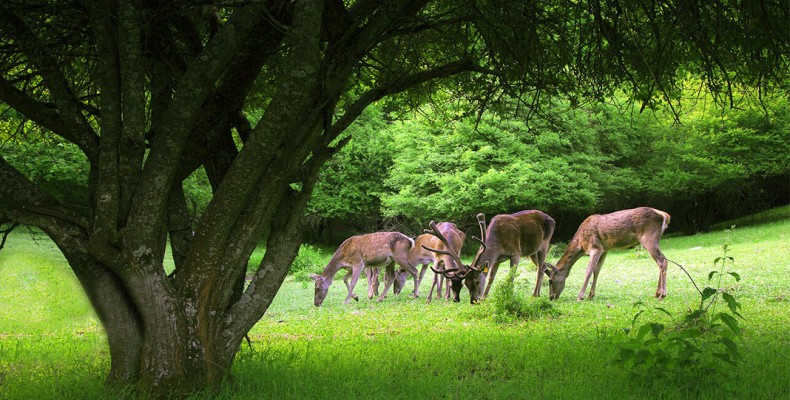 جنگل ارسباران؛ بزرگ‌ترین و سرسبزترین جنگل آذربایجان شرقی