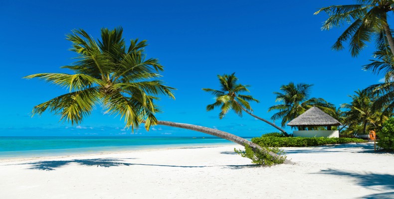 ساحل شنی و نخلهای استوایی در جزیره آدو مالدیو با آبهای فیروزهای