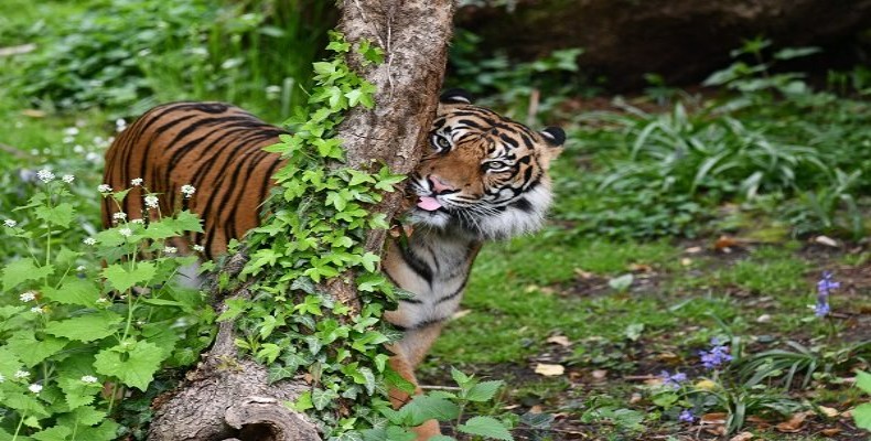 باغوحش فرانکفورت و حیاتوحش آن