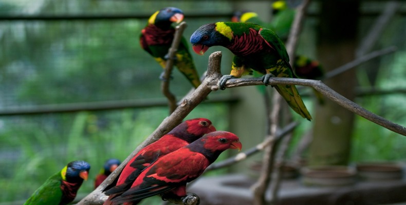 طوطیهای رنگارنگ در پارک پرندگان کوالالامپور KL Bird Park