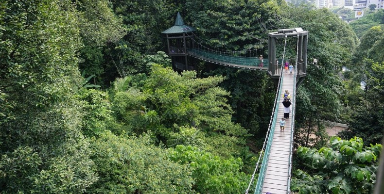 پل معلق پارک جنگلی KL Forest Eco Park در میان جنگل بارانی کوالالامپور