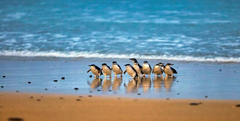 جزیره فیلیپ در نزدیکی ملبورن؛ مقصدی محبوب برای دیدن پنگوئنها و طبیعت