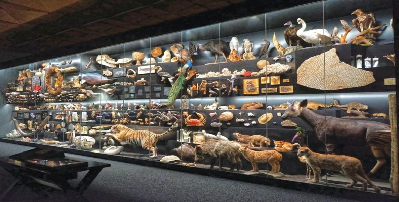 موزه تاریخ طبیعی زنکنبرگ و مجموعه جانوران آن
