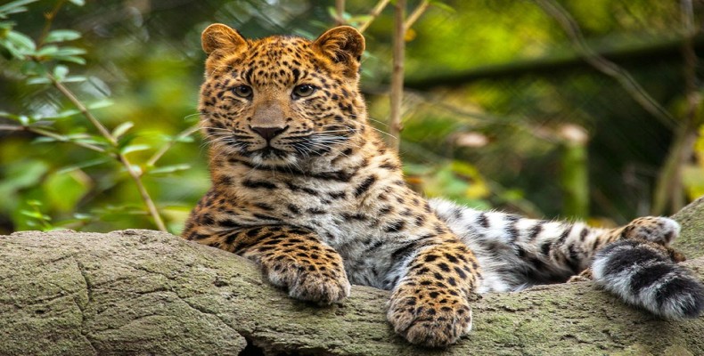 پلنگ زیبای باغ‌وحش هامبورگ Tierpark Hagenbeck؛ از جاذبه‌های دیدنی خانوادگی هامبورگ