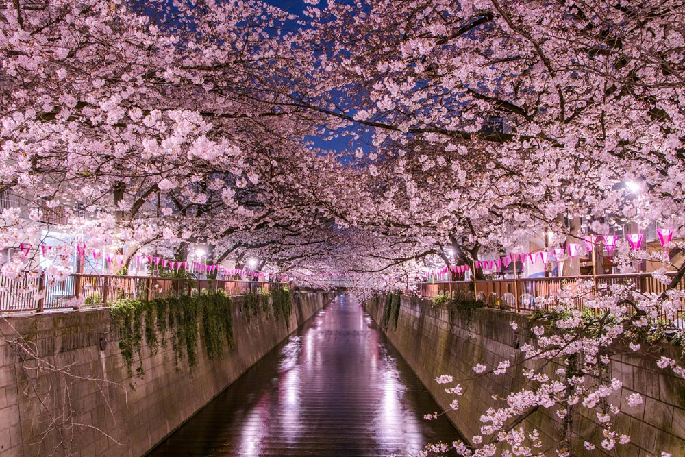 Japanese cherry blossoms