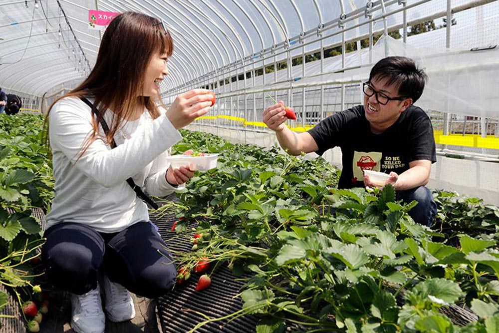 Japanese strawberries