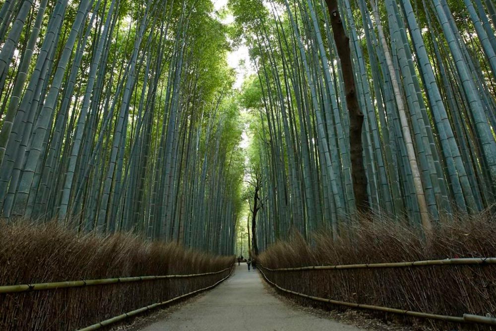 Japanese bamboo forest