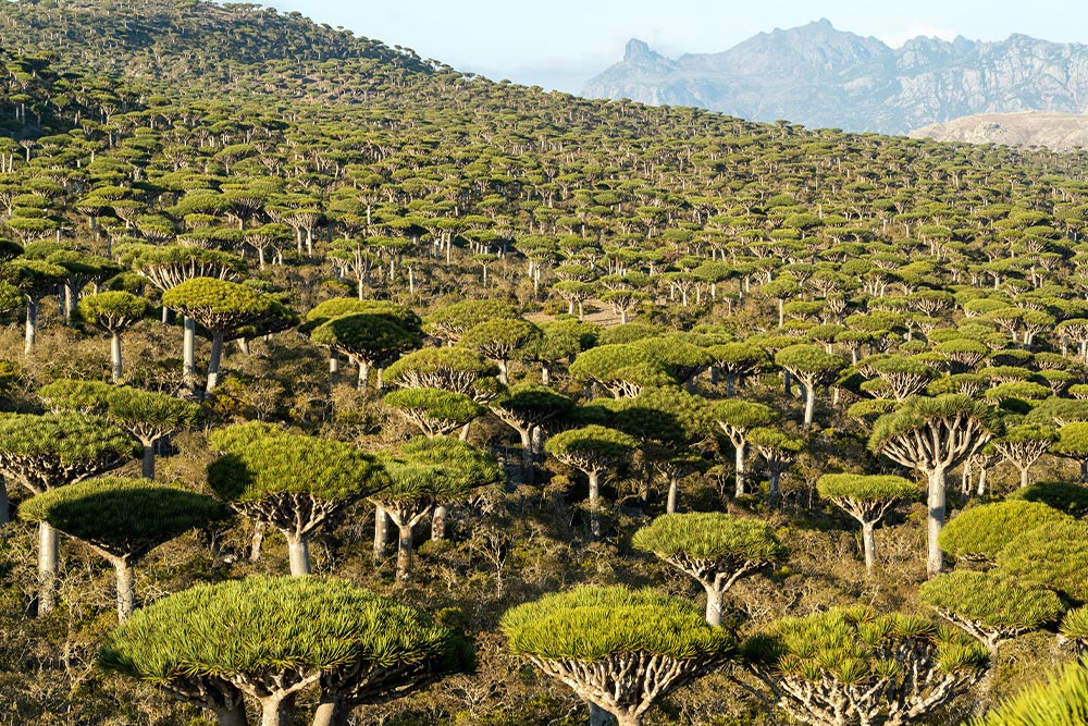 Socotri Island, Socotra, Yemen
