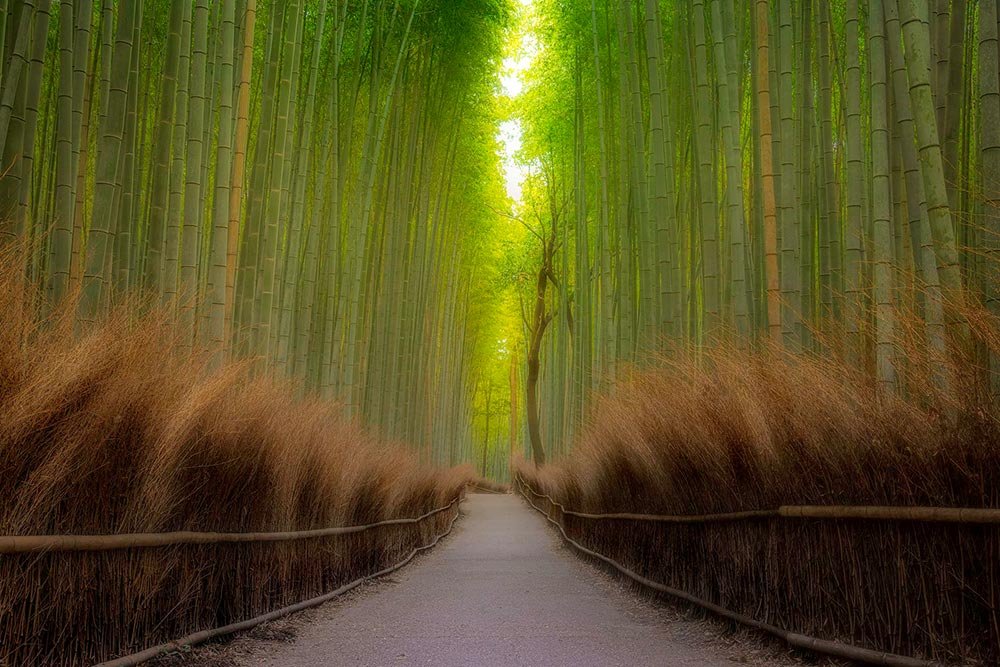 bamboo forest