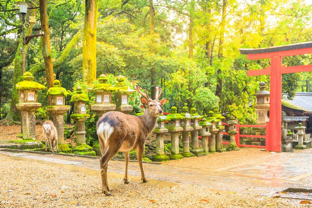 Nara