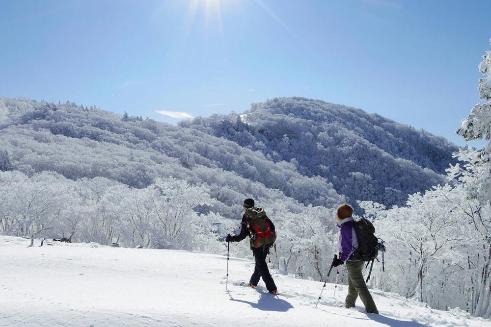 Nara in winter