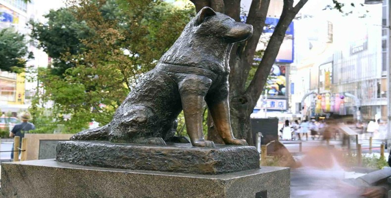 مجسمه هاچیکو در شیبویا، نماد وفاداری و یکی از دیدنیهای معروف توکیو