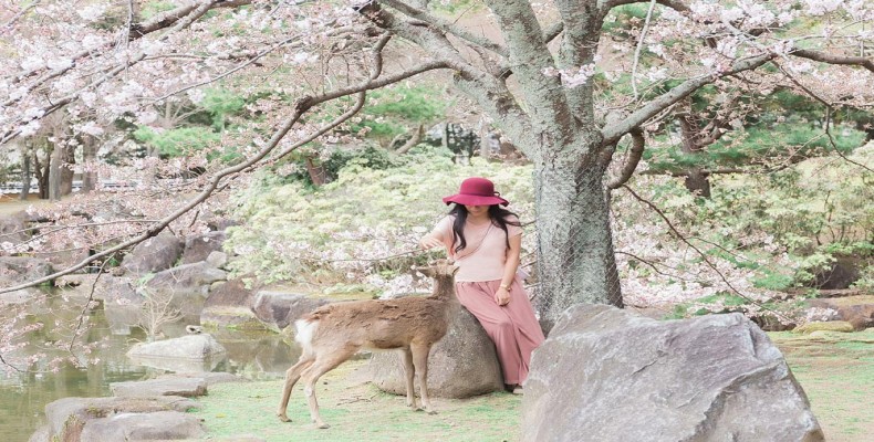 طبیعت زیبای نارا در فصل بهار