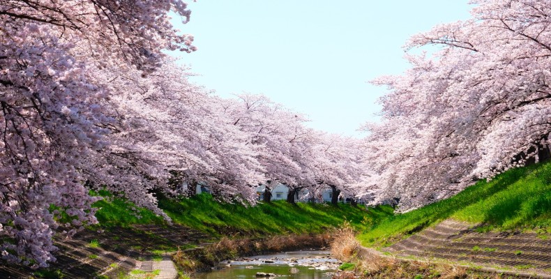 شکوفههای گیلاس در بهار نارا ژاپن