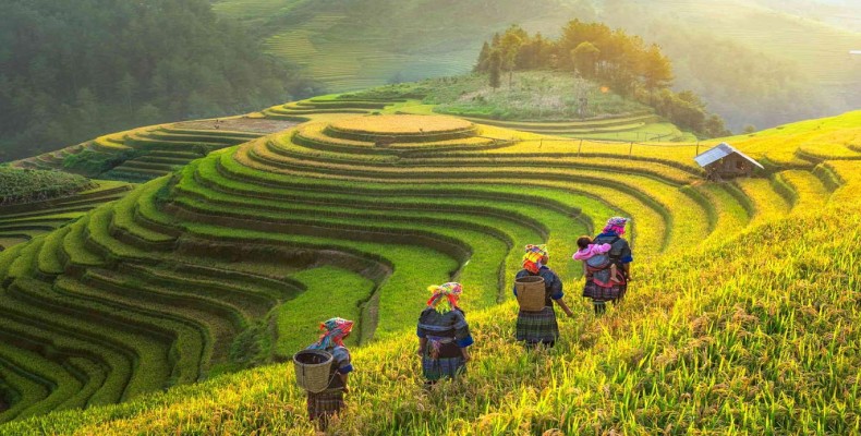 شالیزارهای پلکانی ساپا؛ از شاخصترین جاذبه های طبیعی ویتنام در سفر انفرادی