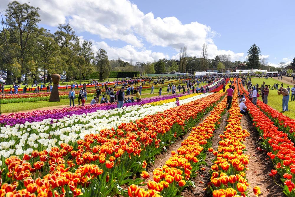 Melbourne Tulip Festival in spring