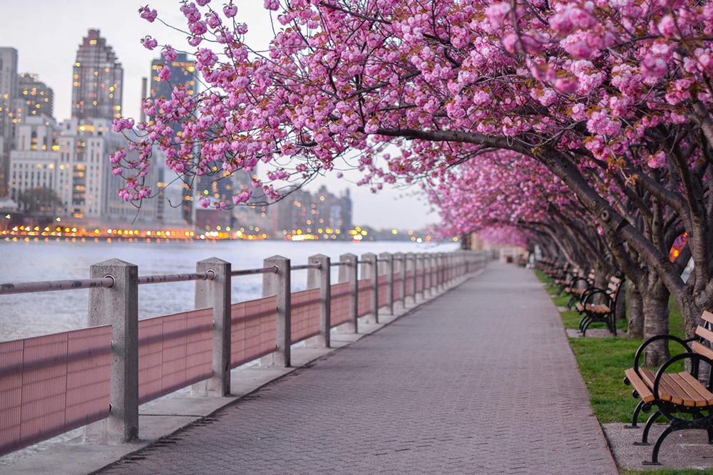Cherry blossoms New York