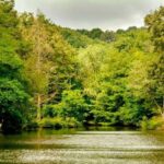 جنگل بلگراد استانبول