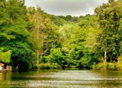 جنگل بلگراد استانبول