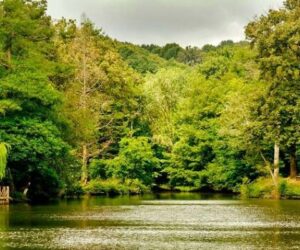 جنگل بلگراد استانبول