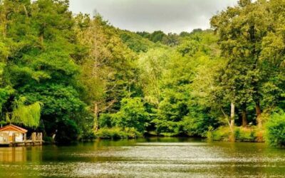 جنگل بلگراد استانبول