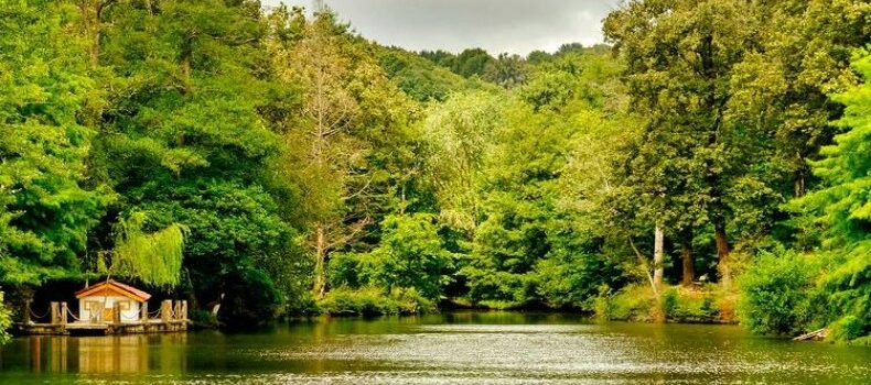 جنگل بلگراد استانبول