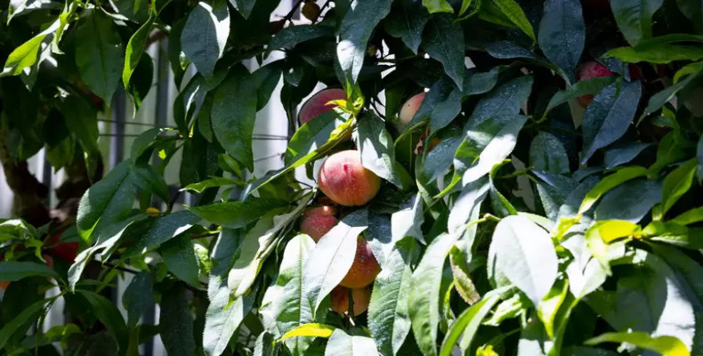 باغ میوه (Conservatory Orchard)