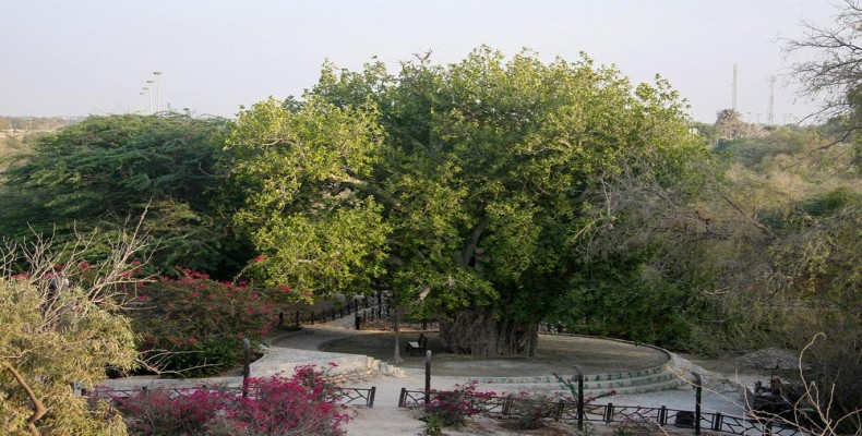 درخت سبز یا انجیر معابد کیش در باورهای بومی جزیره