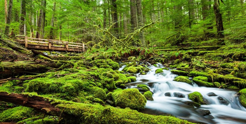 طبیعت سرسبز پارک ملی المپیک در سفر به واشنگتن در تابستان