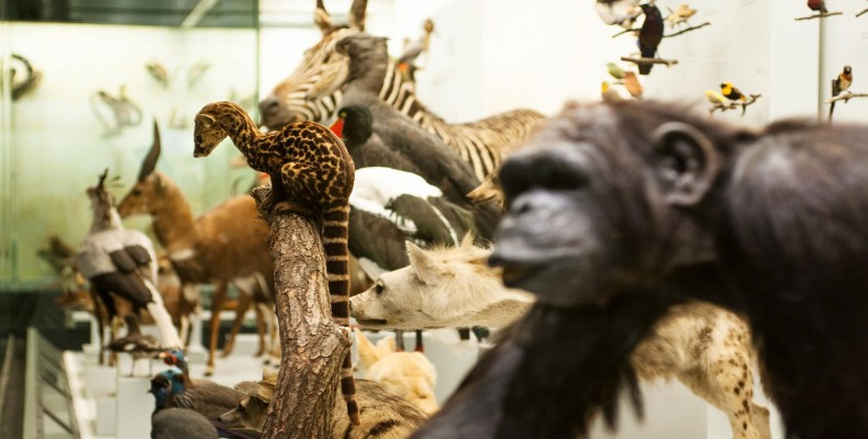 موزه جانورشناسی زوریخ با نمایش تاکسیدرمی حیوانات و نمونه‌های علمی – از جاهای دیدنی زوریخ برای خانواده‌ها
