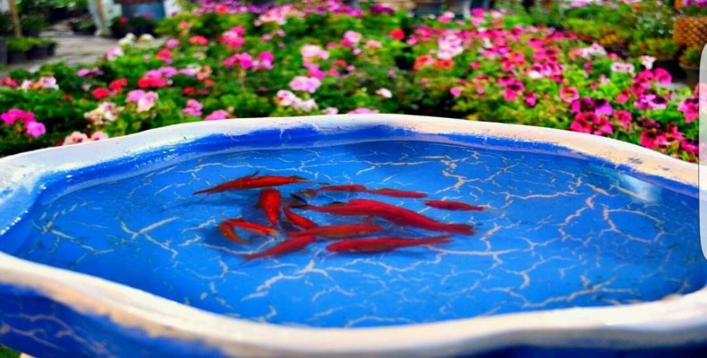 آیین آب مقدس حوض ماهی‌ها در شیراز؛ مراسم سنتی مردم فارس