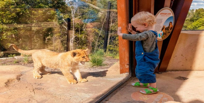 بازدید از باغ وحش سیدنی در سفر تابستانی به سیدنی