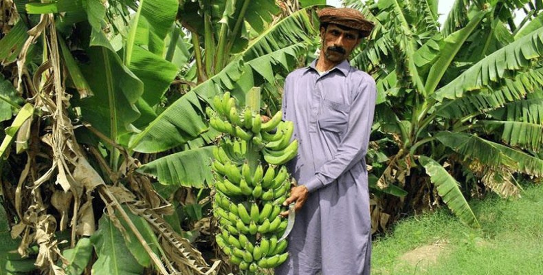 روستای شیرگواز چابهار و باغهای میوههای گرمسیری در بهار