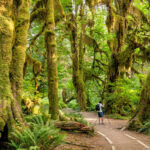 Olympic National Park