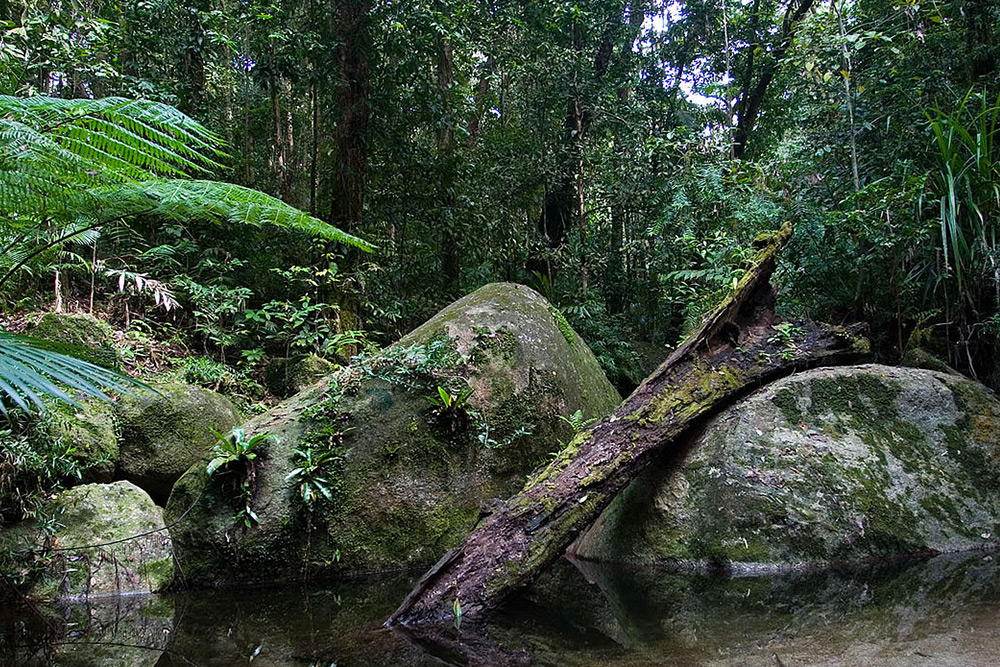 THE DAINTREE NATIONAL PARK